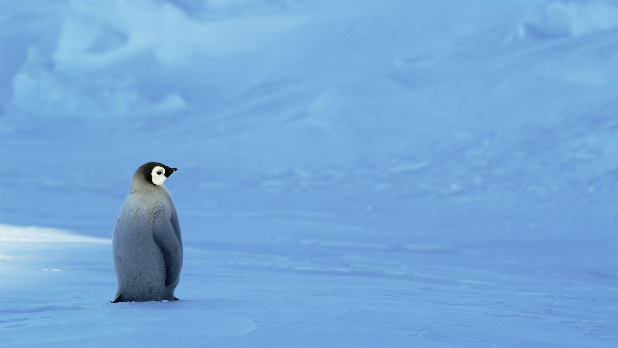 皇帝ペンギン南極物語 氷の上にやってきた ペンギン飛行機製作所