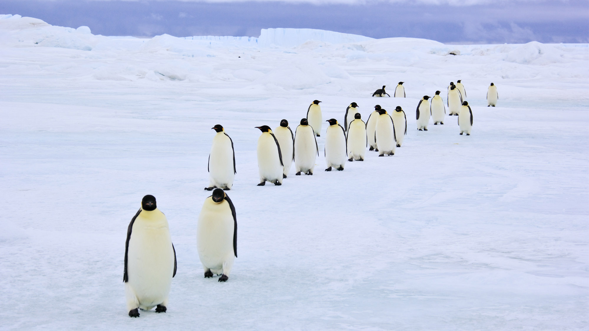 皇帝ペンギン南極物語 0キロの大行進 ペンギン飛行機製作所