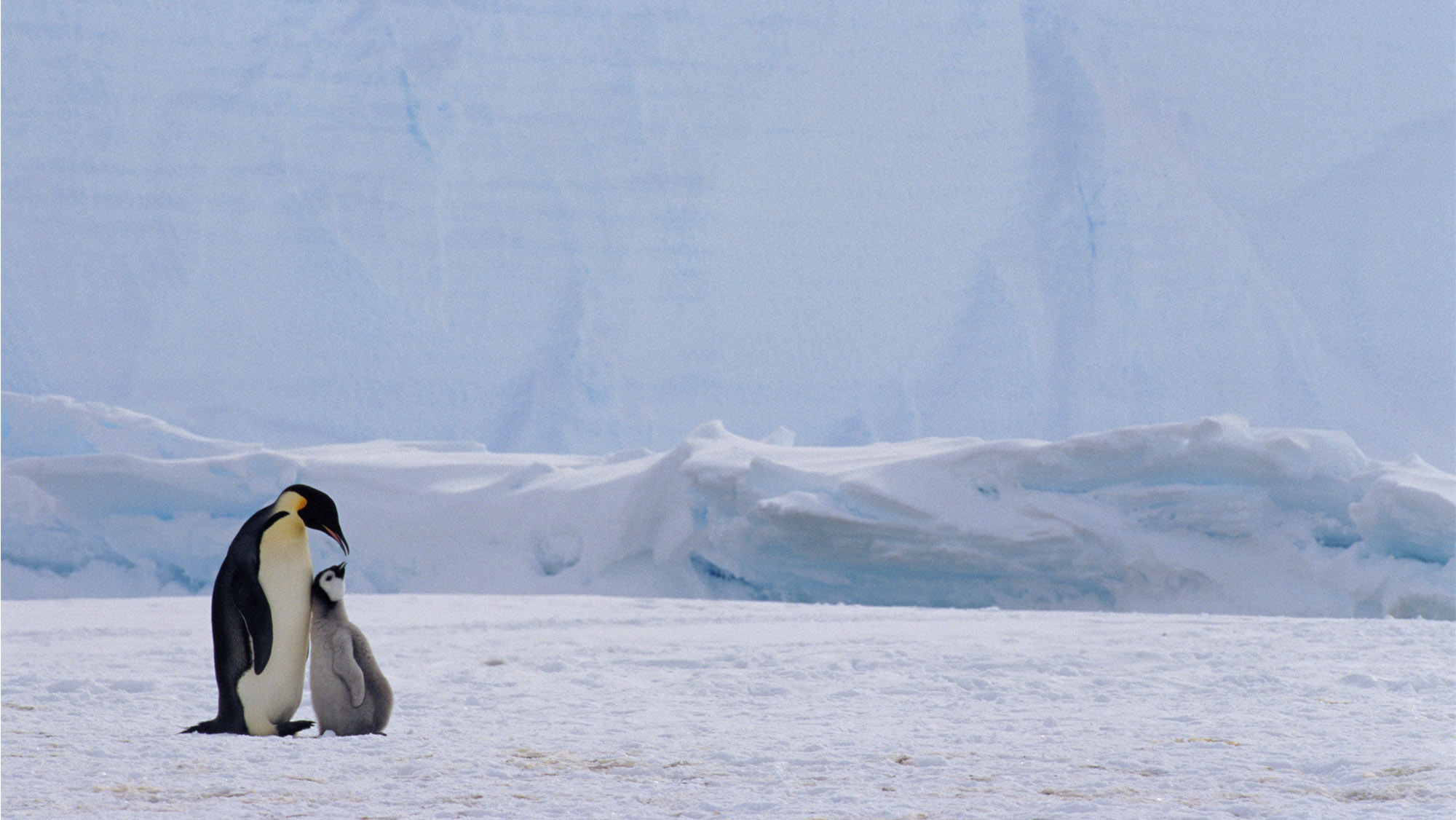 皇帝ペンギン南極物語 巣立ちのとき ペンギン飛行機製作所